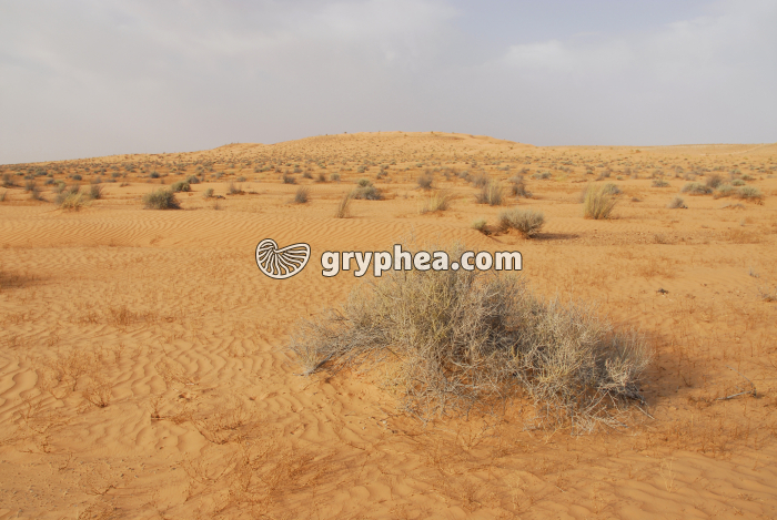 Milieu désertique Tunisie - gryphea.com